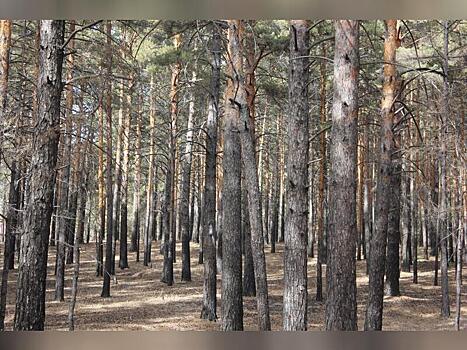 Минприроды отчиталось о восстановлении леса в Забайкалье