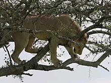 В заповеднике Кении лев застрял на дереве