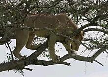 В заповеднике Кении лев застрял на дереве