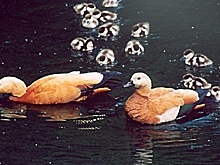 Птенцы огарей поселились в столичном «Аптекарском огороде»