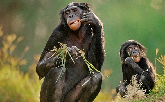 Алкоголь спас наших предков от вымирания