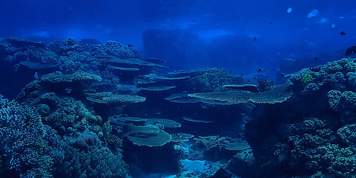 Неизвестные виды бактерий с коротким геномом нашли в глубоководных кораллах