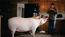 «Карликовая» свинья выросла до 300 килограммов, вынудив хозяев купить новый дом
