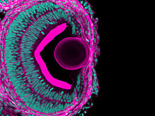 Наши ноги и глаза кальмара формируют одни и те же гены