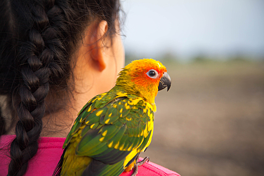 Самое милое видео про дружбу попугаев и детей