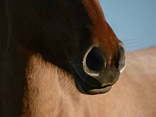 Жители Патриарших в Москве пожаловались на стук копыт по ночам