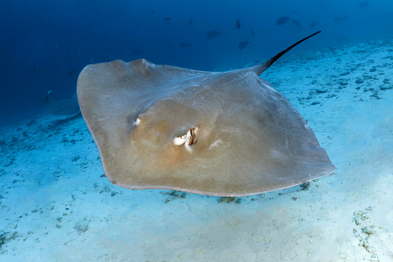Неизвестные виды акулы и ската обнаружили в Коралловом море