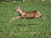Охотившийся на косулю российский браконьер застрелил товарища и покончил с собой
