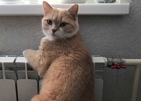 Февральские морозы привели повышения платы за отопление в Курске