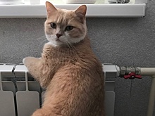 Февральские морозы привели повышения платы за отопление в Курске