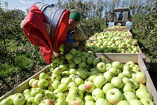 Цены на яблоки в Петербурге возросли до 250 рублей, УФАС проверит их обоснованность