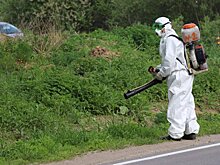 Химобработку региональных дорог от борщевика начали в Подмосковье