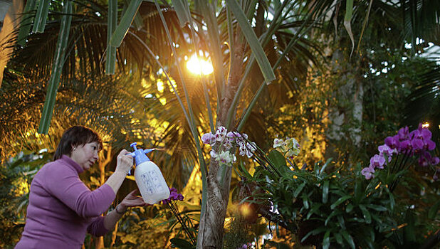 Тропические бромелии расцвели в «Аптекарском огороде»