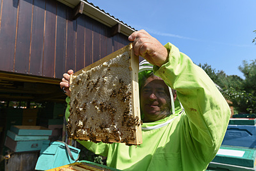 Для развития отрасли пчеловодства в Подмосковье необходим региональный закон