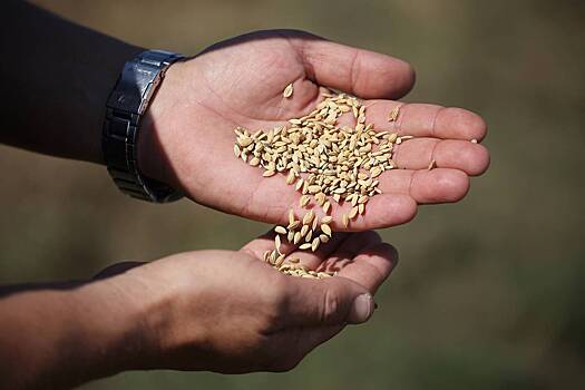 Россия собрала рекордный урожай риса