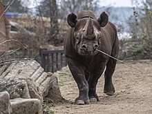 Носороги искорежили машину посетительницы сафари-парка