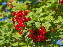 Приметы и поверья на 11 августа: что нельзя делать на Калинник