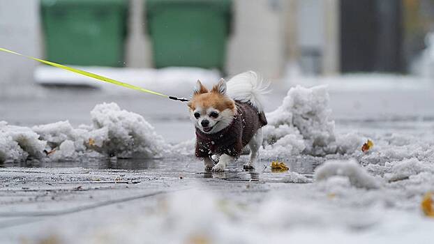 В веткомитет Москвы не сообщали о собачьем яде на улицах столицы