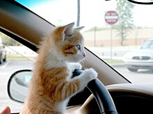 Дизайнеры Ford черпают вдохновение с кошек