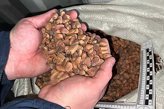 Таможенники пресекли контрабанду в Китай 20 тонн кедрового ореха