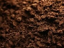 Каким должен быть баланс триходермы и фузариума в почве