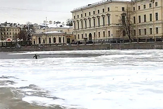 В центре Петербурга объявился пингвин-ныряльщик