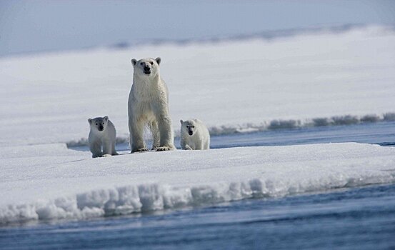 3 документальных фильма про животных, которые расслабят мозг