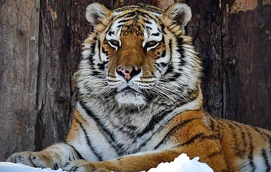 В Рязани тигр сбежал с частной территории