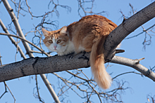 «Она была в легком шоке»: отважная россиянка застряла на дереве, пытаясь спасти до смерти напуганную кошку