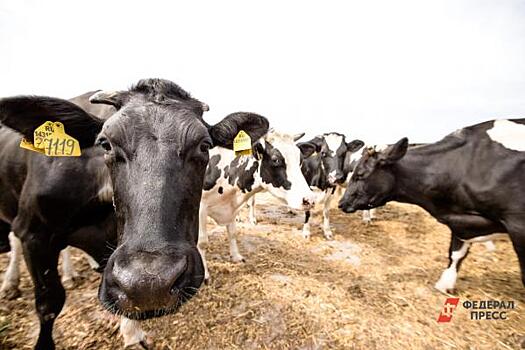 В Башкирии приостановили продажу двух импортных ветеринарных препаратов