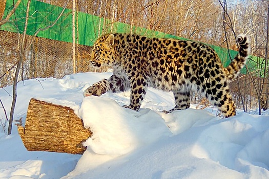 Видео: Спасенный в Приморье леопард Leo 260M научился охотиться