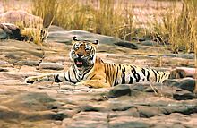 В Индии умерла самая известная тигрица в мире