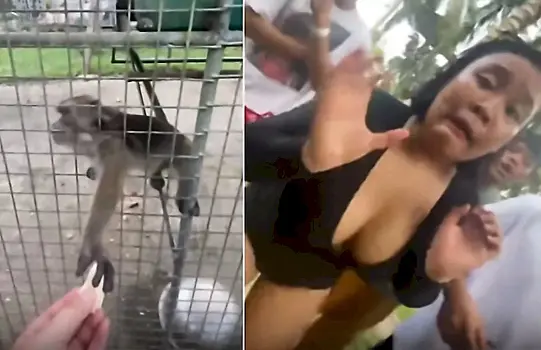 Шустрый примат отнял гаджет у туристки и снял её панику