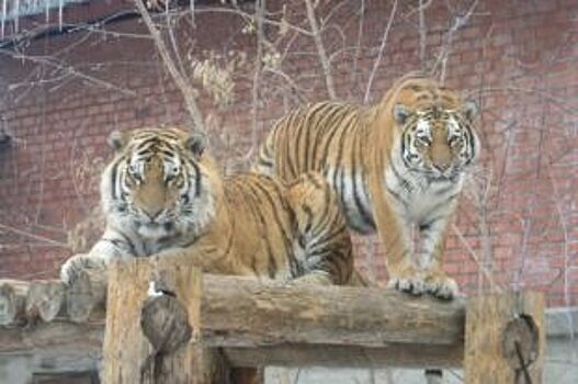 В Челябинском зоопарке отметят Международный день тигра