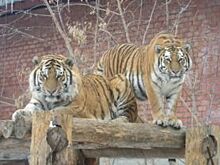 В Челябинском зоопарке отметят Международный день тигра