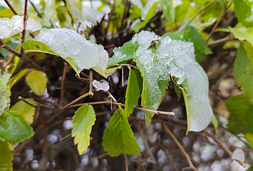Жителям Новосибирска сообщили о риске масштабного повреждения деревьев из-за обильных снегопадов в лесах
