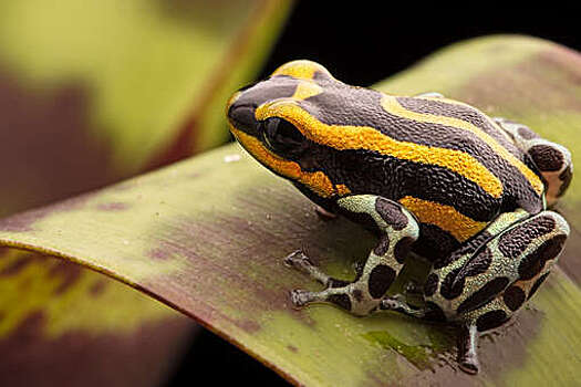 Zootaxa: описан новый вид ядовитой лягушки-дротика с уникальным криком