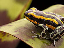 Zootaxa: описан новый вид ядовитой лягушки-дротика с уникальным криком