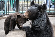 Новосибирцам показали новорождённых лунных медвежат