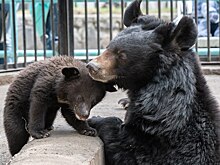 Новосибирцам показали новорождённых лунных медвежат