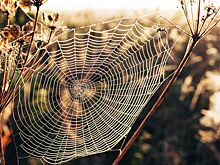 Почему в день Михея Тиховея нельзя было лениться