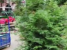 СК возбудил уголовное дело из-за гибели ребенка при падении дерева в центре Москвы