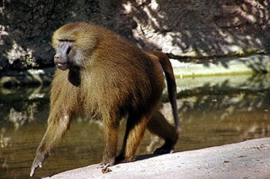 Найдены говорящие обезьяны