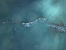 Рыба Судного дня неожиданно приблизилась к людям в Мексике