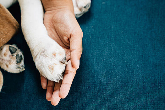 Ученые выяснили, когда собаки стали лучшими друзьями человека