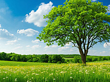 Томская область поднялась в экологическом рейтинге