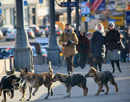 Следователи завели дело после нападения собак на ребенка в Ленинском районе