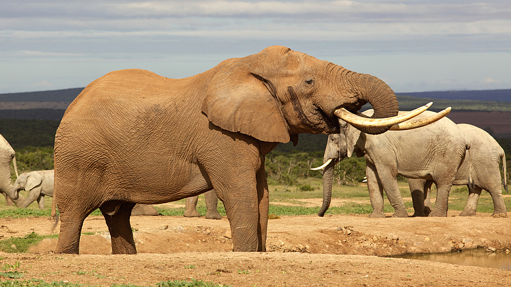 Слоны и гиены: животные, которые разрушают миф о «сильном самце»