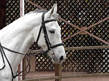 «Кубок Победы»: в турнире по конкуру на Ставрополье приняли участие более 50 пар наездников