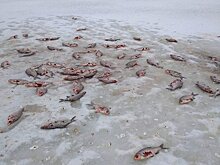Кучу мертвой рыбы нашли на реке в Воротынском районе